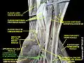 Common palmar digital branches of median nerve