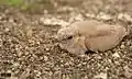 Small pratincole - chick