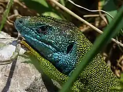 Close-up