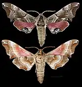 Smerinthus kindermannii
