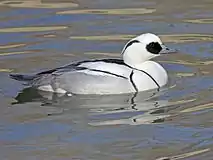 Male