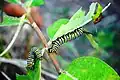 Monarch butterfly caterpillars