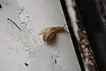 Snail with a rightwardly spiraling shell