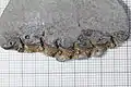 Sea snake Palaeophis sp. in Early Eocene Stolleklint Clay, Fur Formation