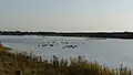 Birds swimming in the gravel pits