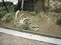Snow leopard