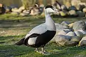 Adult drake