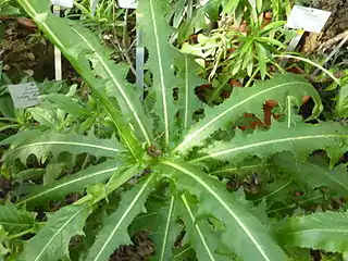 Leaf rosette