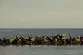 Fishers at South Mole