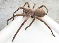 Female P. castaneus