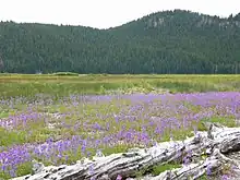Perpetual meadows in Oregon, USA.
