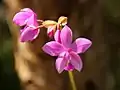Spathoglottis plicata flower detail