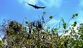 Spectacled flying fox coming in  to land