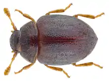 Sphaerosoma pilosum