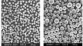 The SiO2 powder spheroidised by induction plasma (air plasma), output 15~20&nbsp;kg/h