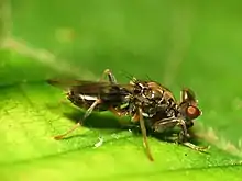 File:Sphyracephala_brevicornis._Rock_Creek_Park,_Washington,_DC,_USA._5_July_2014_(2).jpg