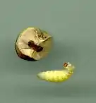 mericarp with Emporia melanobasis larva