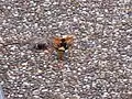Spider wasp attacking huntsman spider in Sydney, Australia