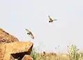 A pair in flight