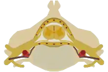 The spinal cord nested in the vertebral column