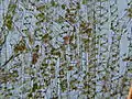 Patch of Spirogyra from algal blooming in Westfalian pond
