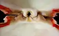 Spondylidae hinge