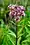 Eutrochium maculatum, spotted Joe Pye weed, Moonlight Bay vicinity