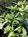 Female clone Variegata