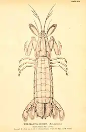 Image 17Squilla empusa, a mantis shrimp (from Malacostraca)