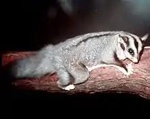 Gray glider