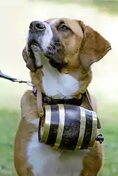 A St. Bernard with the iconic barrel (see below).