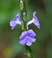 In Talakona forest