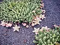 Mature colonies