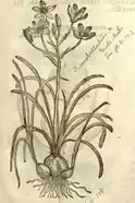 John Gerard's illustration