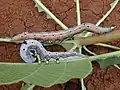 Caterpillar