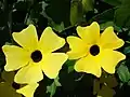 Yellow flower variety