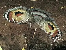 A Sunbittern, Eurypyga helias, opening its wings to display two large eye spots when threatened.