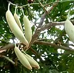Follicles of Stenocarpus sinuatus will release papery brown seeds