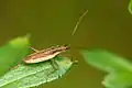 Stenodema holsata