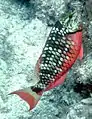 A stoplight parrotfish (Sparisoma viride) at Pickles Reef, March 2008