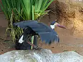 At San Diego Zoo