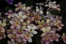 Streptocarpus Seren
