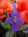 Streptocarpella 'Concord Blue'