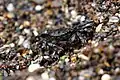 A Striped Shore Crab scurrying around in Glass Beach.