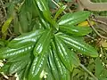 foliage
