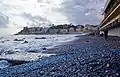Blue Velella covering Sturla beach