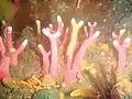 In some areas there is significantly less branching