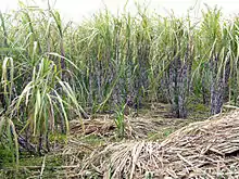 Image 28South Florida's climate is ideal for growing sugarcane. (from Geography of Florida)