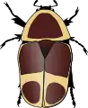Pachnoda marginata peregrina
