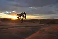 The Landers desert landscape is home to the protected Joshua Tree.